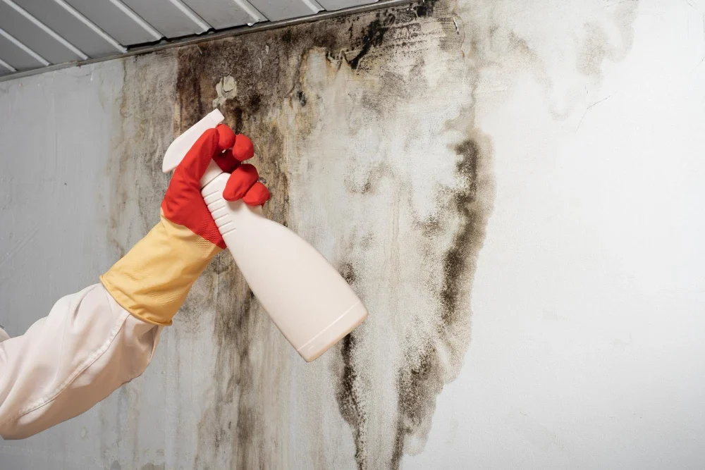 MOLD REMEDIATION LOS ANGELES