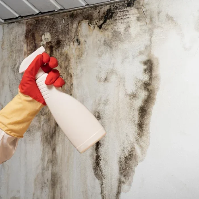 MOLD REMEDIATION LOS ANGELES